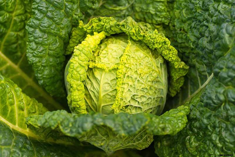 Reasons Why Your Cabbage Plants May Not Form Heads