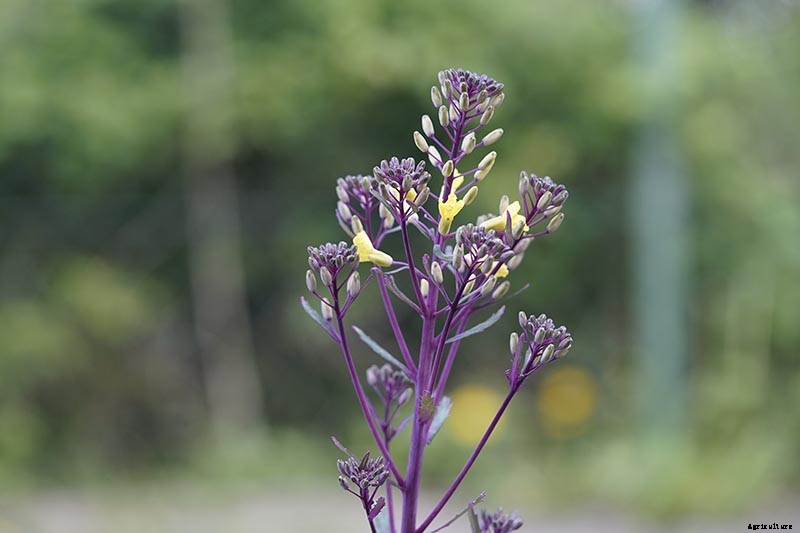 Reasons Why Your Cabbage Plants May Not Form Heads