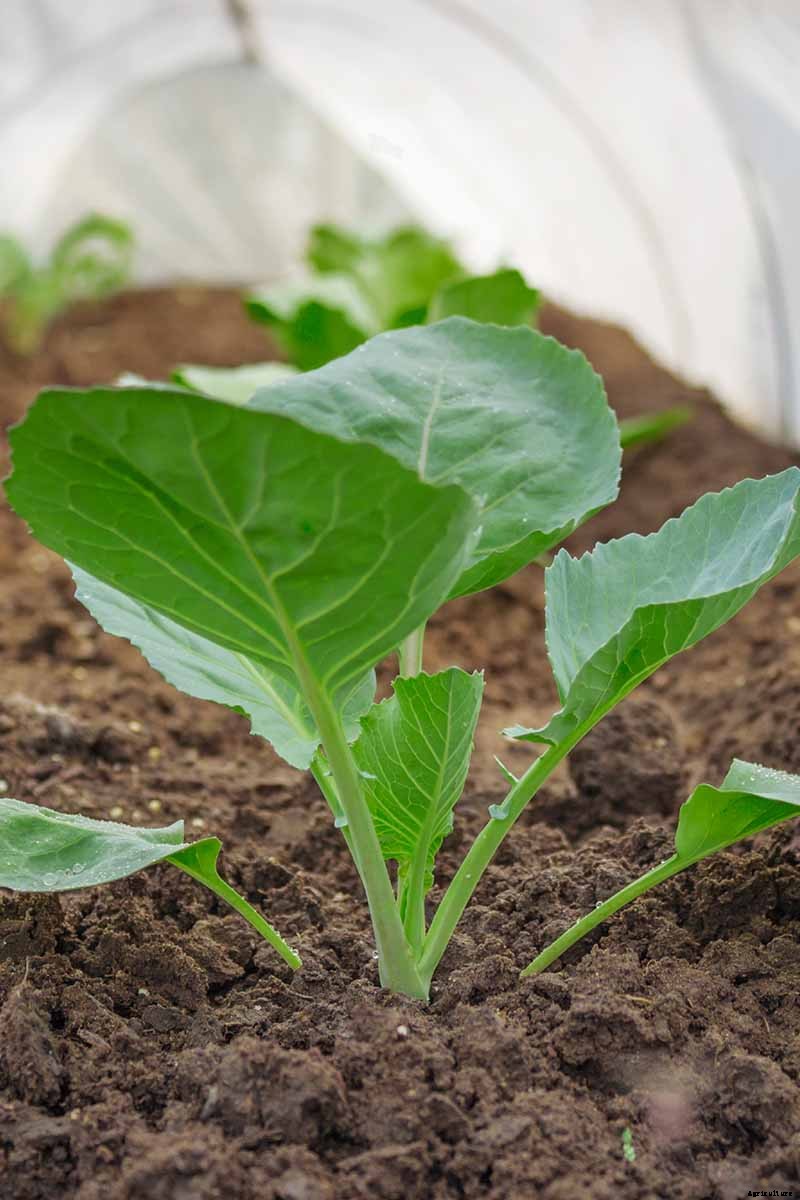 Reasons Why Your Cabbage Plants May Not Form Heads