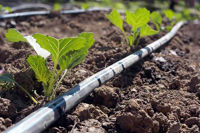 Reasons Why Your Cabbage Plants May Not Form Heads