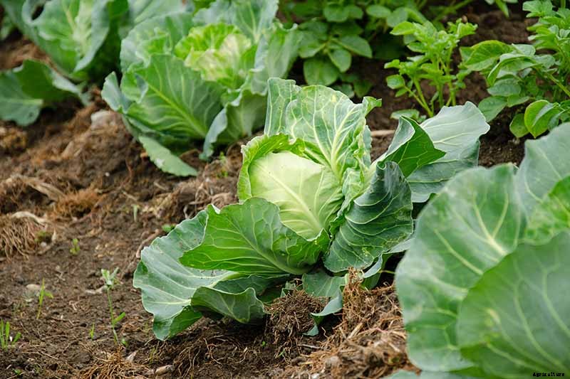 Reasons Why Your Cabbage Plants May Not Form Heads