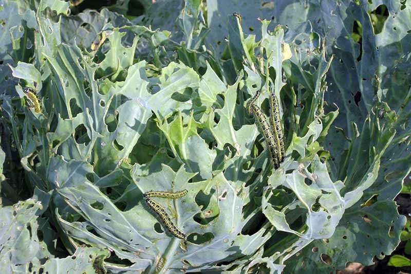 Reasons Why Your Cabbage Plants May Not Form Heads