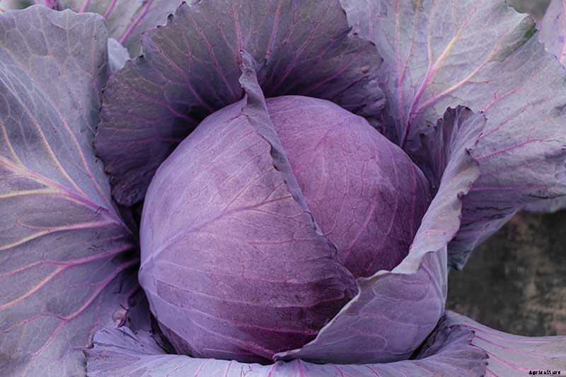 Reasons Why Your Cabbage Plants May Not Form Heads