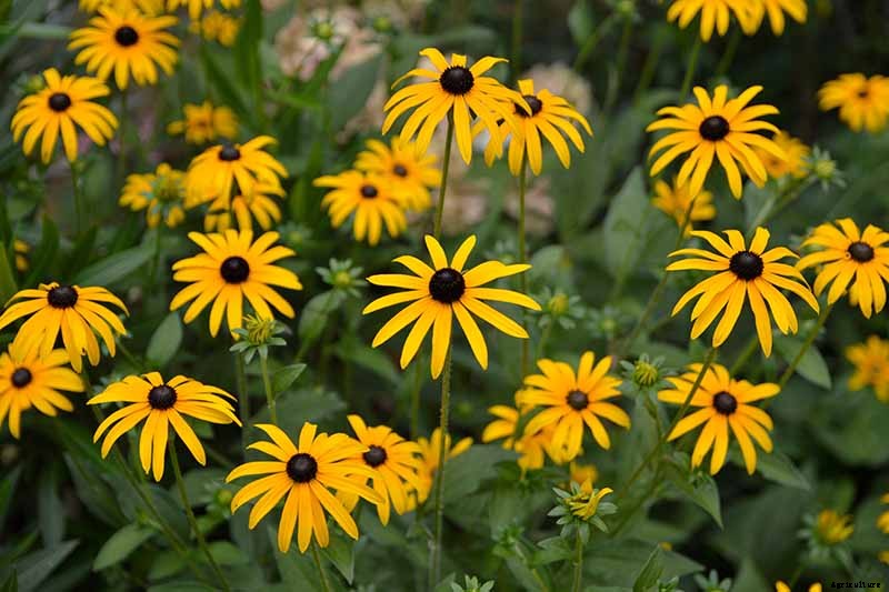 15 of the Best Native Wildflowers for the US and Canada