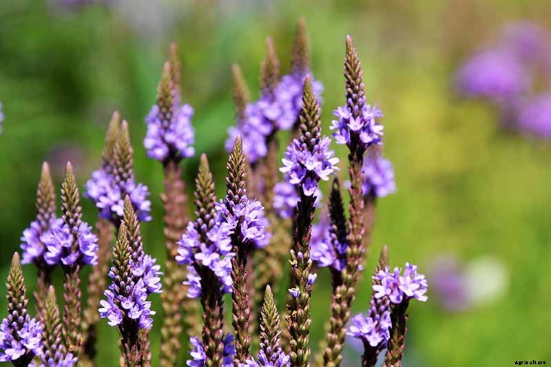 15 of the Best Native Wildflowers for the US and Canada