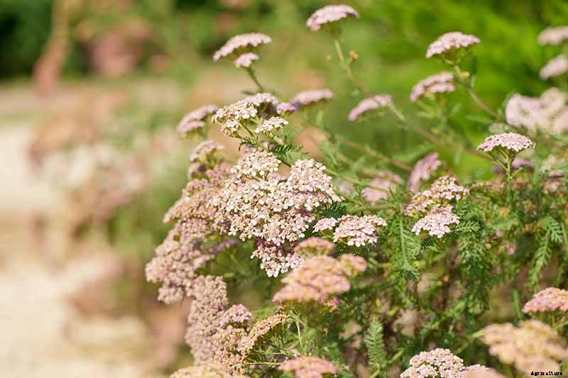 15 of the Best Native Wildflowers for the US and Canada