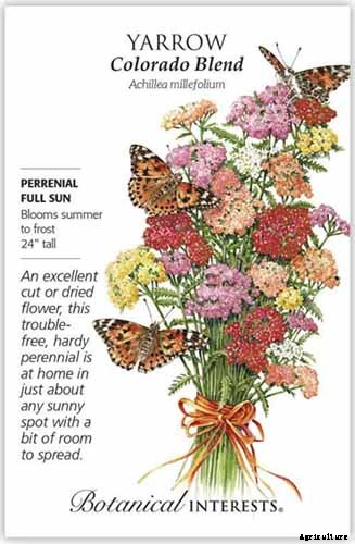 15 of the Best Native Wildflowers for the US and Canada