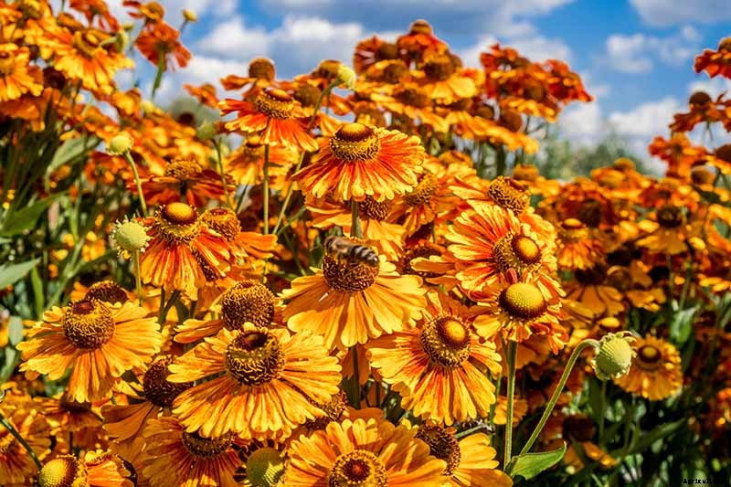 15 of the Best Native Wildflowers for the US and Canada