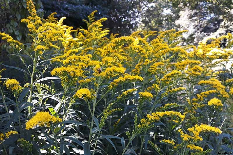15 of the Best Native Wildflowers for the US and Canada
