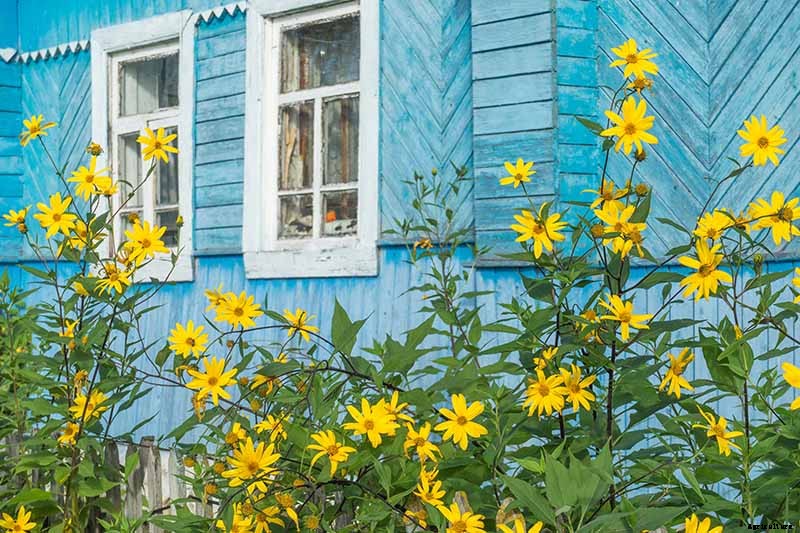 15 of the Best Native Wildflowers for the US and Canada