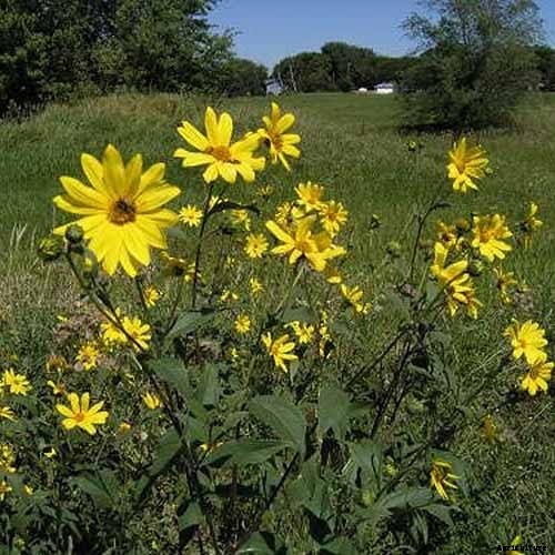 15 of the Best Native Wildflowers for the US and Canada