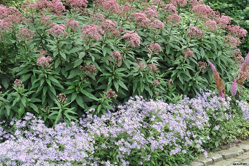 15 of the Best Native Wildflowers for the US and Canada