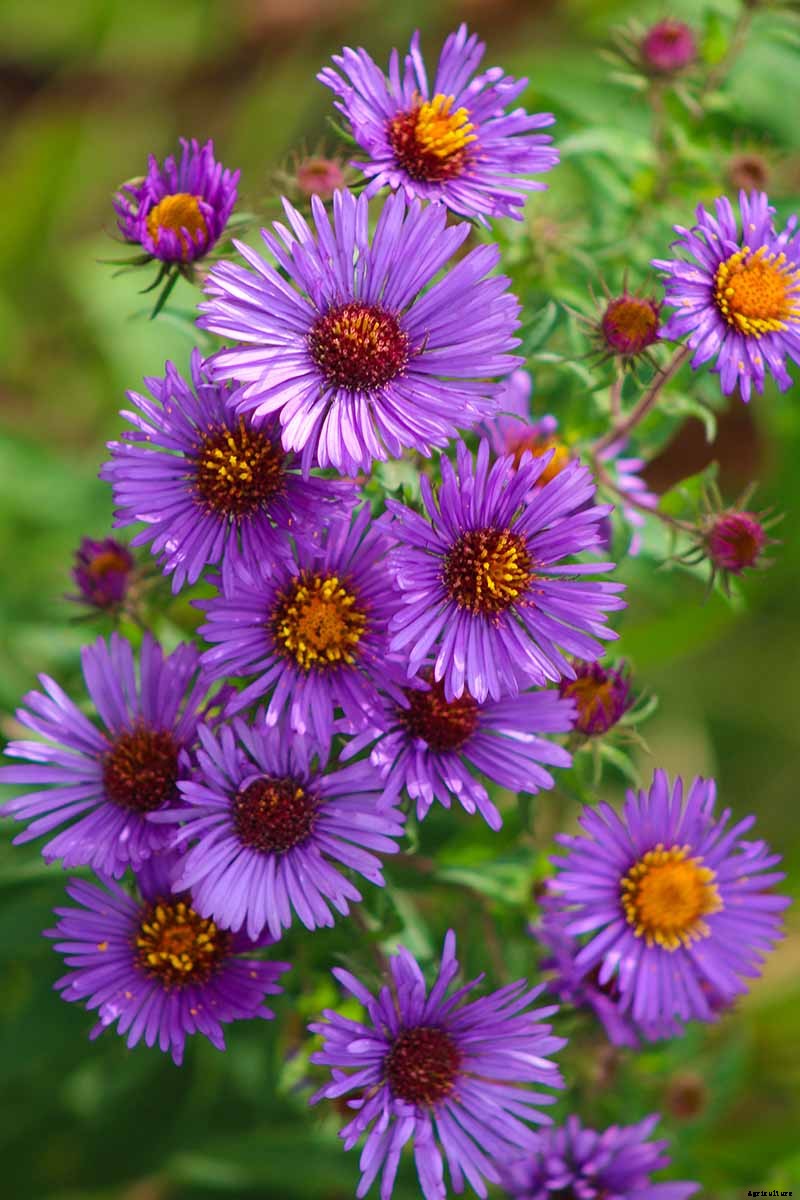 15 of the Best Native Wildflowers for the US and Canada
