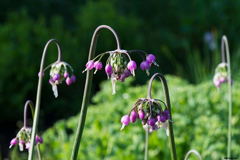 15 of the Best Native Wildflowers for the US and Canada