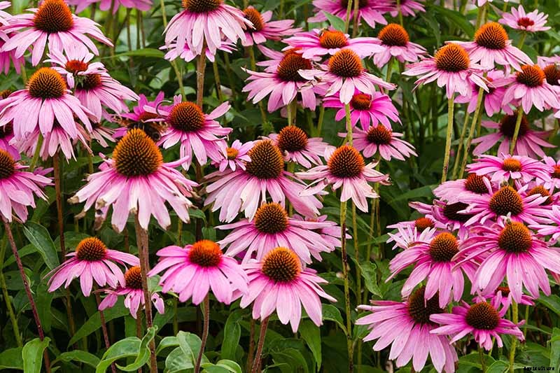15 of the Best Native Wildflowers for the US and Canada