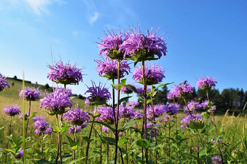 15 of the Best Native Wildflowers for the US and Canada