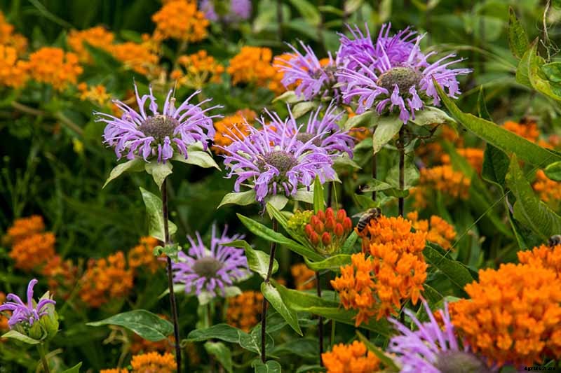 15 of the Best Native Wildflowers for the US and Canada