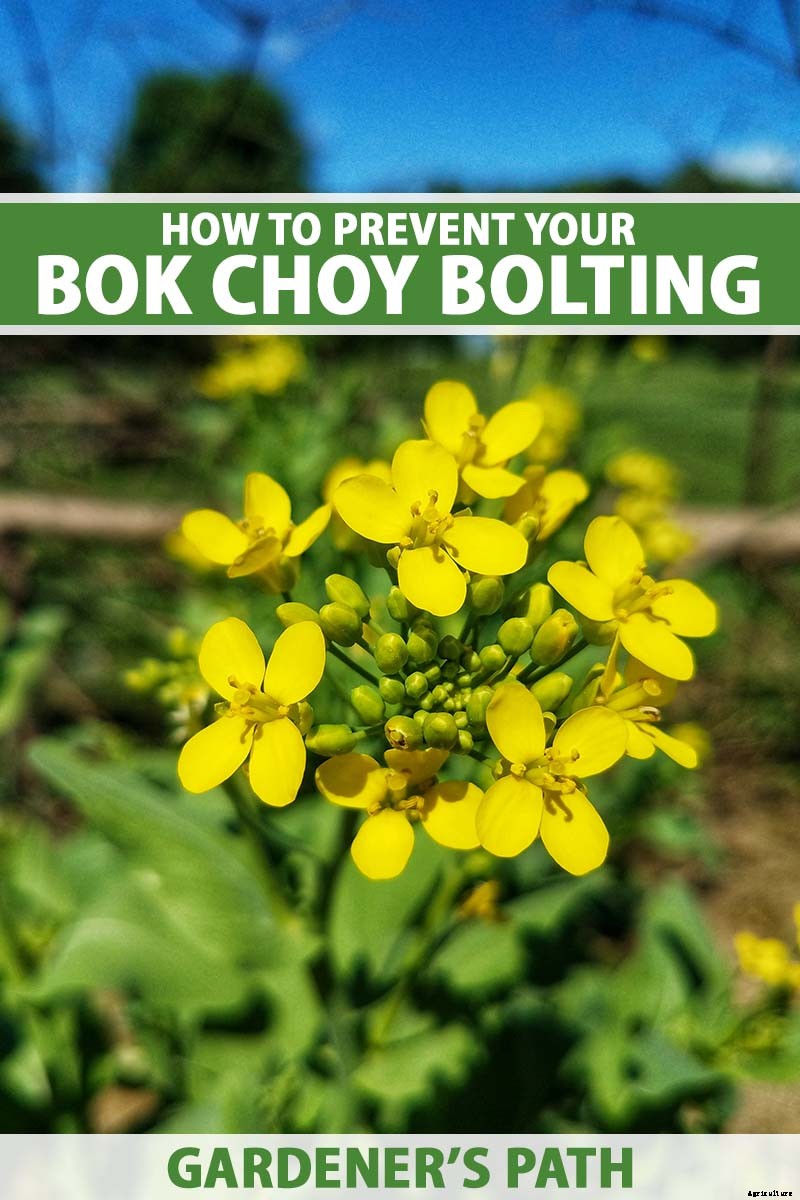 How to Prevent Bok Choy from Bolting