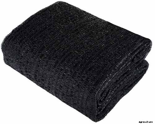 How to Prevent Bok Choy from Bolting