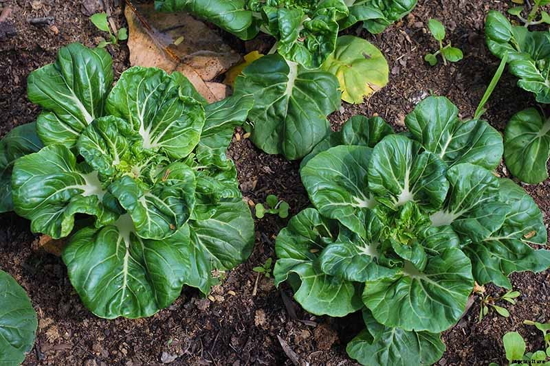 How to Prevent Bok Choy from Bolting