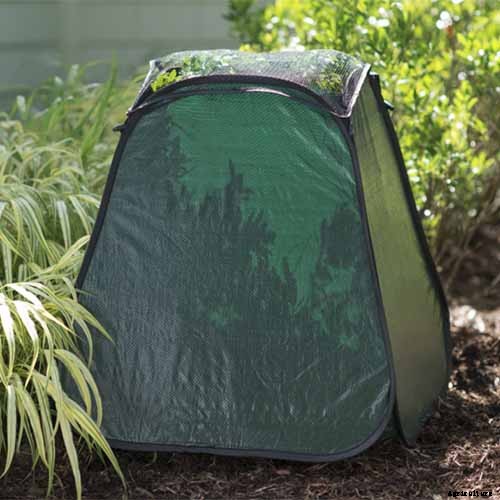 How to Prevent Bok Choy from Bolting