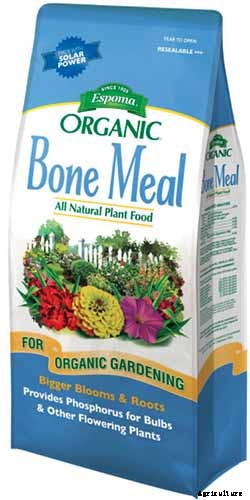 How to Prevent Bok Choy from Bolting