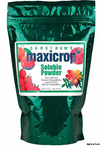 How to Prevent Bok Choy from Bolting