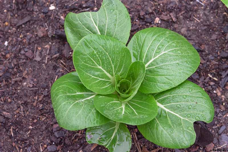 How to Prevent Bok Choy from Bolting