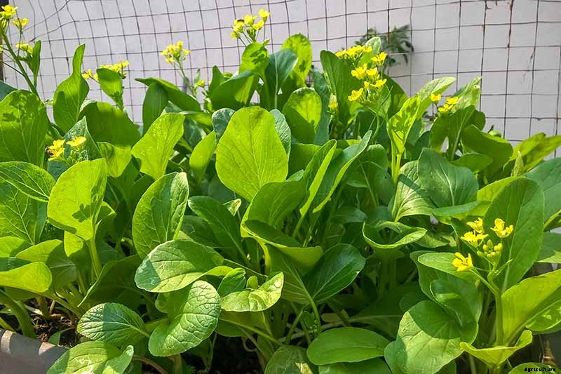 How to Prevent Bok Choy from Bolting