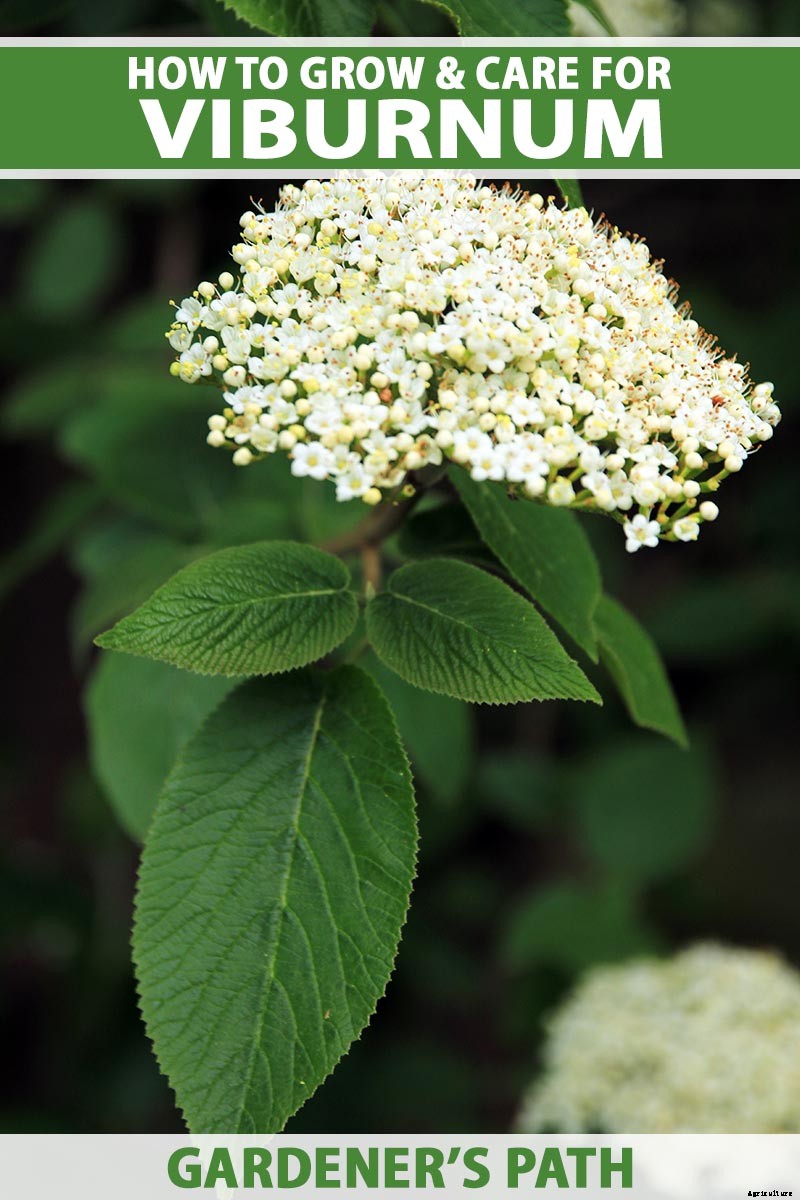 How to Grow and Care for Viburnum