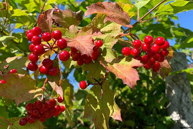 How to Grow and Care for Viburnum