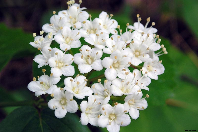 How to Grow and Care for Viburnum