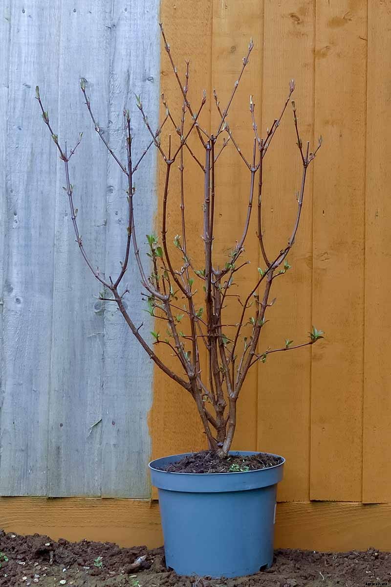 How to Grow and Care for Viburnum