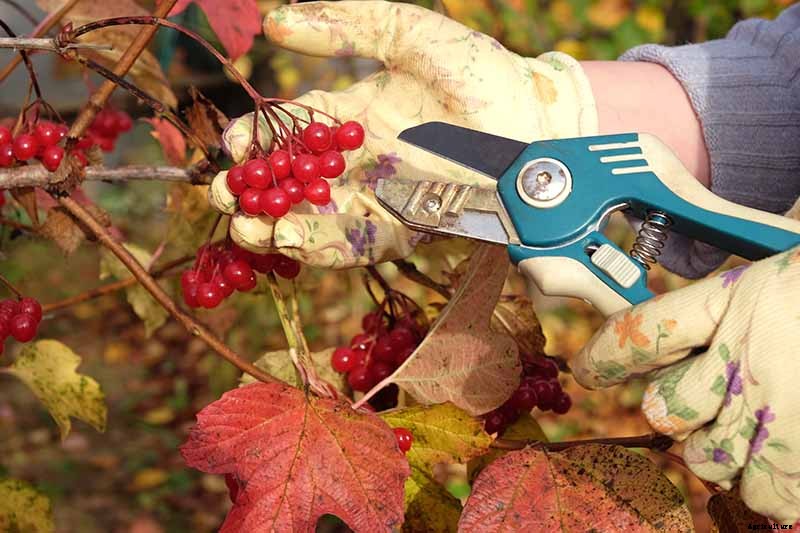 How to Grow and Care for Viburnum