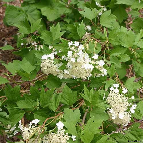 How to Grow and Care for Viburnum