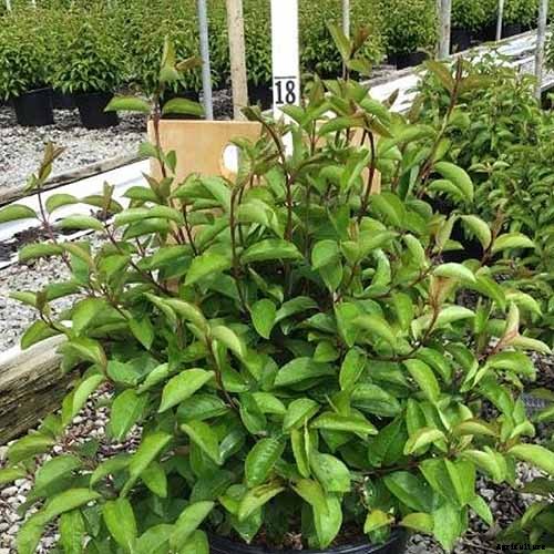 How to Grow and Care for Viburnum