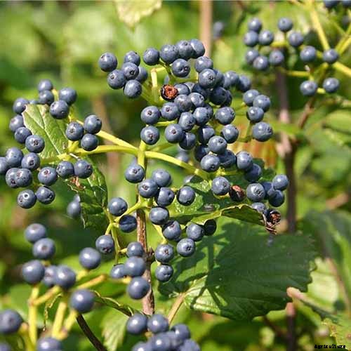 How to Grow and Care for Viburnum