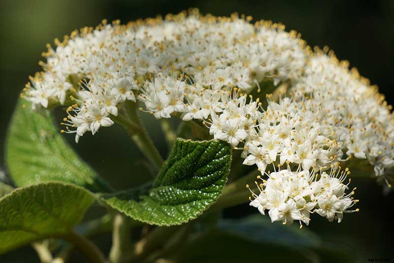 How to Grow and Care for Viburnum