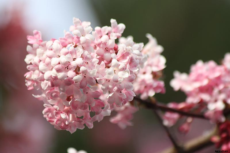 How to Grow and Care for Viburnum