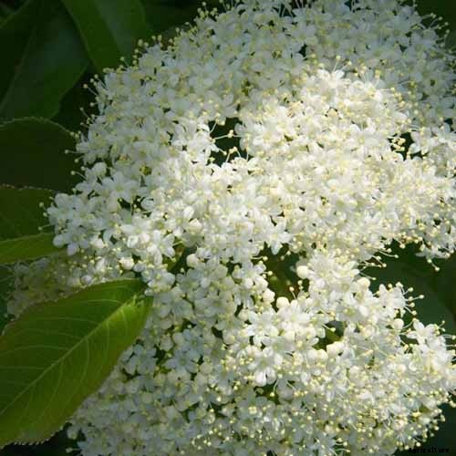 How to Grow and Care for Viburnum