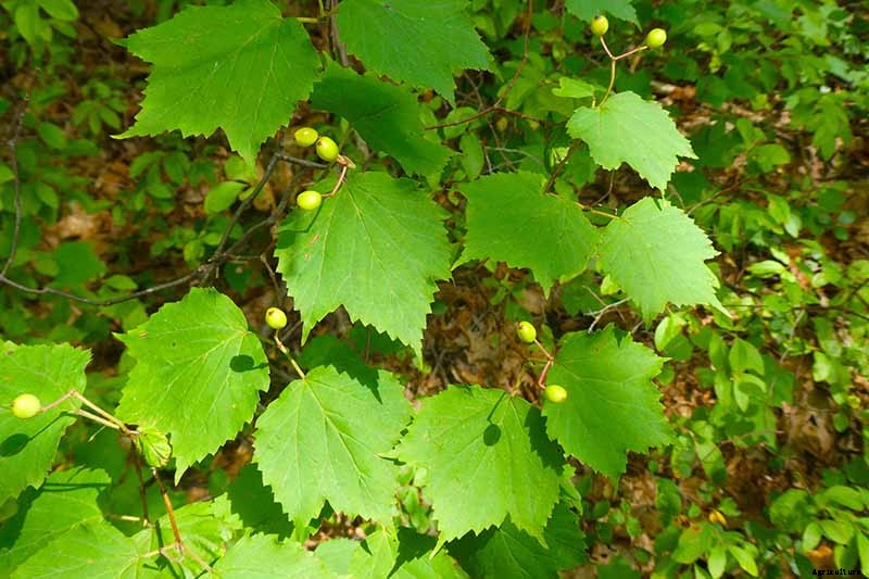 How to Grow and Care for Viburnum