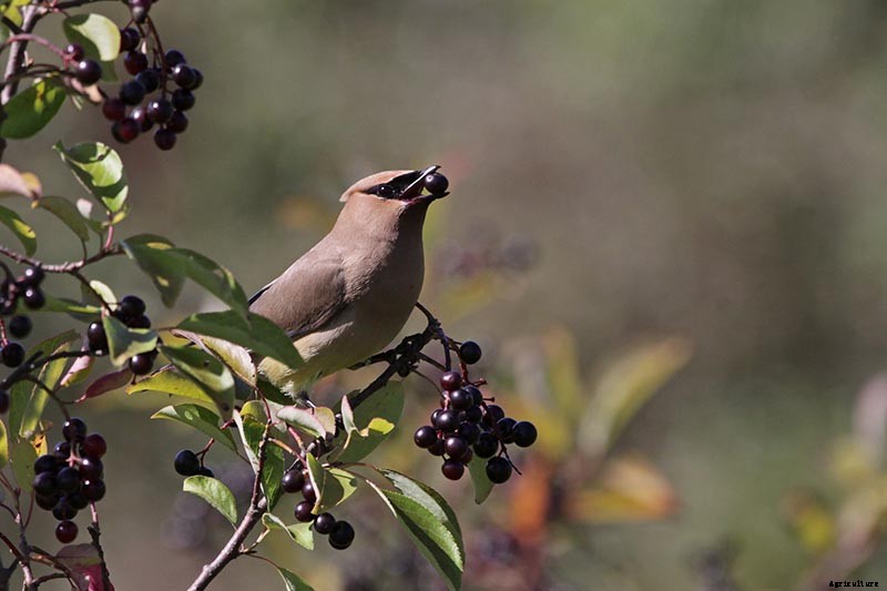 How to Grow and Care for Viburnum