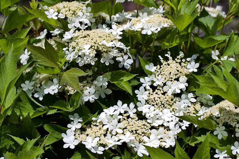 How to Grow and Care for Viburnum