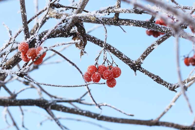 How to Grow and Care for Viburnum