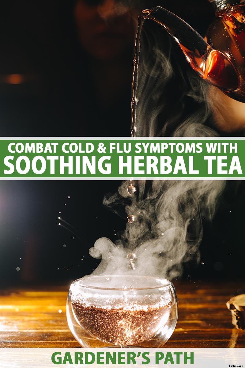 Make Soothing Herbal Tea for Coughs, Colds, and the Flu