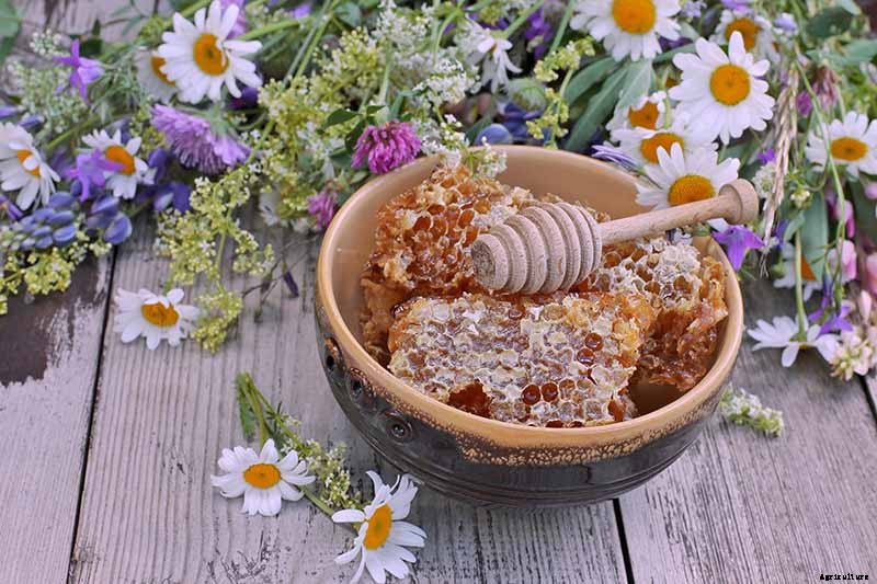 Make Soothing Herbal Tea for Coughs, Colds, and the Flu