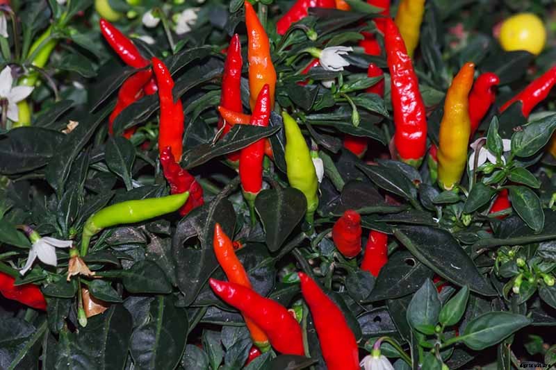 Make Soothing Herbal Tea for Coughs, Colds, and the Flu