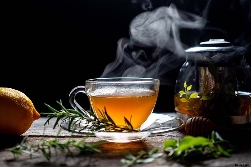 Make Soothing Herbal Tea for Coughs, Colds, and the Flu