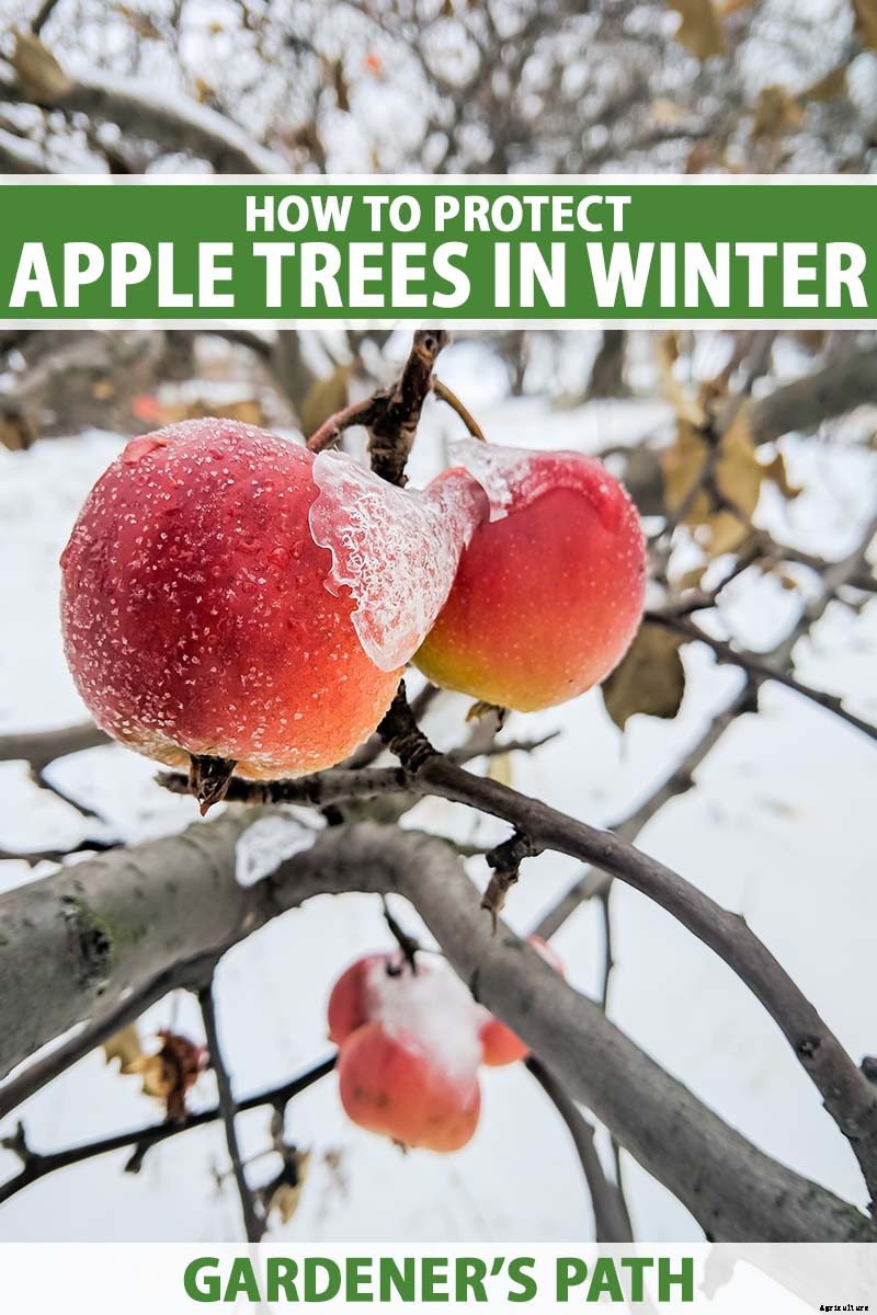 How to Protect Apple Trees in the Winter