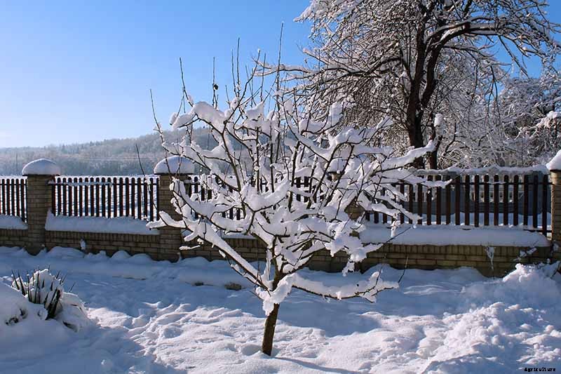 How to Protect Apple Trees in the Winter